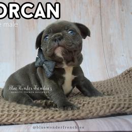 Lorcan Salvaterre - Blue male French Bulldog puppy in Loxahatchee, Florida from Blue Wonder Frenchies
