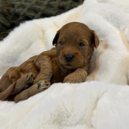 Goldendoodle and Maltipoo Puppies from Jessica's Maltipoo and Goldendoodle