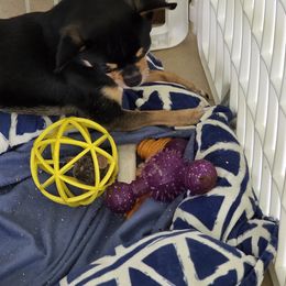 Ryder - Black and red male Chihuahua puppy in Loxahatchee, Florida from Dynasty Farms AKC Chihuahuas