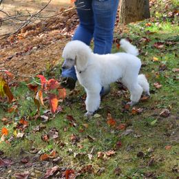 Poodle Puppies from D and D Standard Poodles
