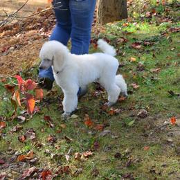 Poodle Puppies from D and D Standard Poodles