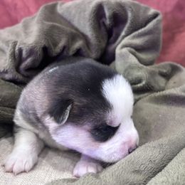 Montana - Tri-color female Pomsky puppy in Troy, Montana from Sun-Kissed Mountain Homestead