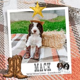Mack - Liver and white male English Springer Spaniel puppy in Albany, Minnesota from Farm Fresh Labradors & English Springers