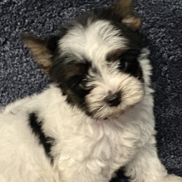 Zuki - Parti male Yorkshire Terrier puppy in Centre, Alabama from Sassy Yorkie , miniature schnauzer , Maltese Love of Alabama
