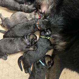 German Shepherd Puppies from FuryHaus German Shepherds
