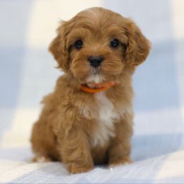 Flannel - Red male Cavapoo puppy in Queen Creek, Arizona from Dulcito Doodles