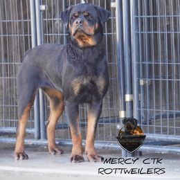 Mercy CTK ROTTWEILERS - Rottweiler