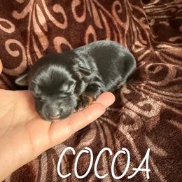 Cocoa - Black tri female Toy Australian Shepherd puppy in Medical Lake, Washington from MAS Gone Rogue