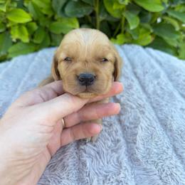 Peach Collar Girl - Golden female Golden Retriever puppy in Salt Lake City, Utah from Deseret Peak Goldens
