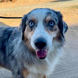 Jazz - Blue merle male Border Collie puppy in Lodi, California from R3 Sport Dogs (R3 Goldens/ R3 Border Collies)