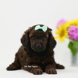 Mint Collar Agouti Sable Female - Sable female Poodle puppy in Republic, Missouri from Red Skye Puppies