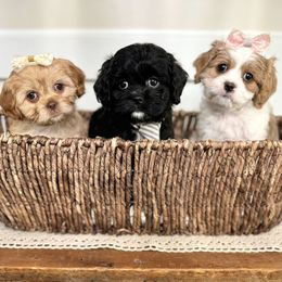 Bernedoodle and Cavapoo Puppies from Apricot Roots Doodles