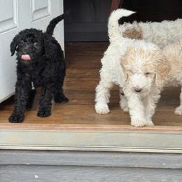 Bernedoodle and Double Doodle Puppies from ETX Dandy Doodle