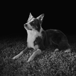 Border Collies from Sandstone Ridge Kennels