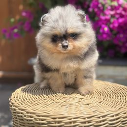 Lightning - Black and tan male Pomeranian puppy in Gilroy, California from Belt Fed Kennels