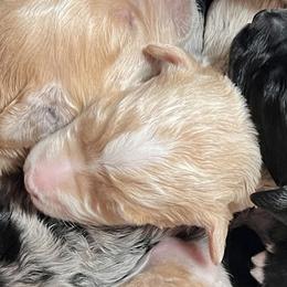 Boy 1 - Apricot male Goldendoodle puppy in Placerville, California from New Dawn Poodles and Doodles
