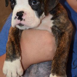 Oreo - Brindle male Boxer puppy in Humboldt, Nebraska from Keims Royal Boxers