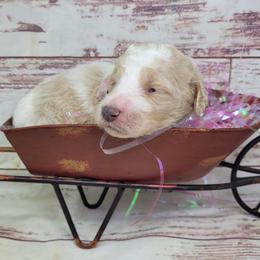 Skye - Parti female Goldendoodle puppy in Grabill, Indiana from Rose's Doodles