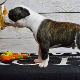 American Staffordshire Terrier Puppies from Kayo Kennel