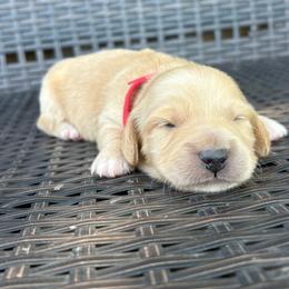 Blaze - Cream male Dachshund puppy in Hawley, Texas from Little e Dachshunds