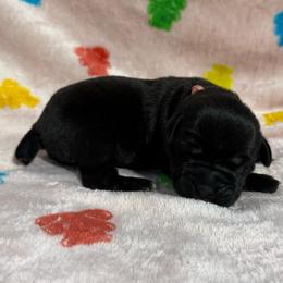Pink Collar N - Black female Cane Corso puppy in Paris, Texas from Knucklehead Cane Corso