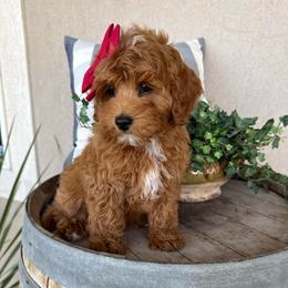 Joyce - Red - Red female Cavapoo puppy in South Jordan, Utah from Simply Sweet Paws. LLC