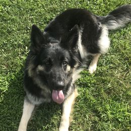German Shepherds from Moonglow Shepherds