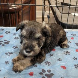 Blue - Black male Miniature Schnauzer puppy in Cumming, Georgia from Bella Pups LLC