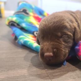 Labrador Retriever Puppies from Labrador Trails