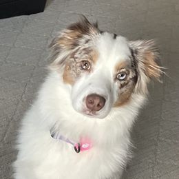 Penny - Miniature Australian Shepherd