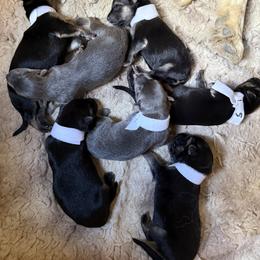 Collar 7 - Black and cream female German Shepherd puppy in Newsoms, Virginia from A Tier Above Shepherds