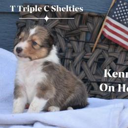 Kenny-Brown collar - Sable and white male Shetland Sheepdog puppy in Gladbrook, Iowa from T Triple C Shelties