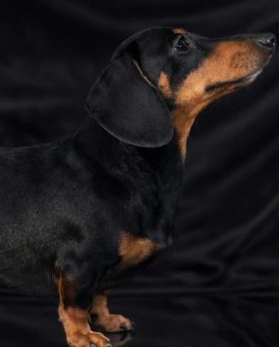 Bella