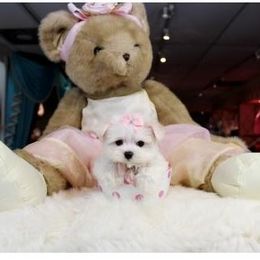Maltese Puppies from Franny's Maltese Puppies