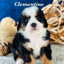 Clementine - Orange girl - Tri-color female Bernedoodle puppy in Waukesha, Wisconsin from Bernedoodle Boutique (and Cavapoos)