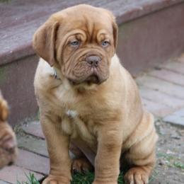 Silver - Fawn male Dogue de Bordeaux puppy in Andover, Massachusetts from HOT DIGGITY DDB