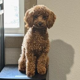 Phoebe - Poodle