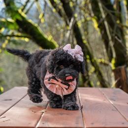 Abigale Gabble - Black female Cockapoo puppy in Deming, Washington from Heavenly Puppies to Love