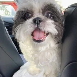 Holly - Shih Tzu