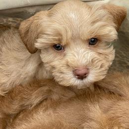 Red male - Wheaten male Miniature Schnauzer puppy in Calhoun, Georgia from The BrickHouse Miniature Schnauzers