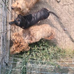 Dachshund All Grown Up from Dawny's doggies