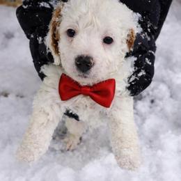 Steve - Parti male Goldendoodle puppy in Harlem, Georgia from Ivey's Poodles & Doodles
