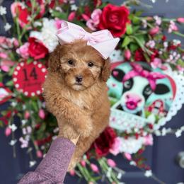 Rose - Red  female Poodle puppy in Herriman, Utah from Gypsi Doodles & Poodles LLC.