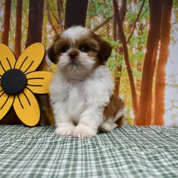 Jamie - Liver and white male Shih Tzu puppy in Arcola, Illinois from Highline Puppies