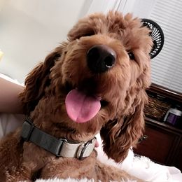 Peluche - Goldendoodle