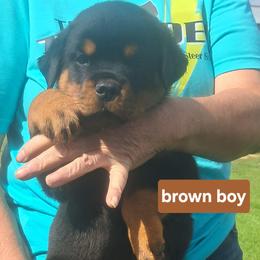 Boy 1 - Black and mahogany male Rottweiler puppy in De Witt, Iowa from Irish Eyes Kennels