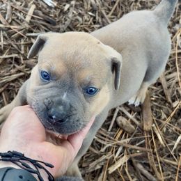 Bock Blue Collar - Fawn male Boerboel puppy in Florida from CLAD Guard Boerboels