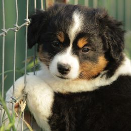 Toy Australian Shepherd Puppies from Baker Ranch Toy Aussies