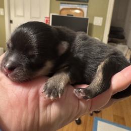 Boy 1 - Black and tan male Pomeranian puppy in North Port, Florida from POMRITA POM’S