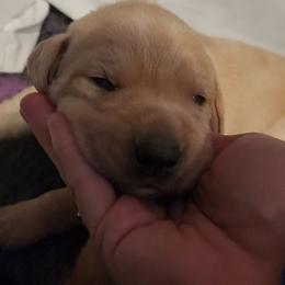Purple collar - Yellow female Labrador Retriever puppy in Chaumont, New York from Peak Performance Labradors